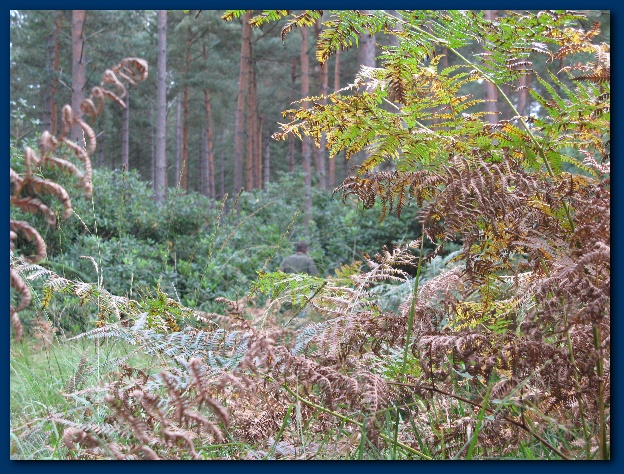 600x449 pixels (219K)